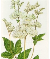Reine des prés