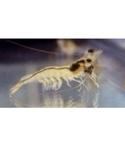 Chitosan