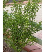 Citrus aurantium